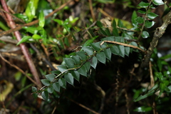 Capparis arborea
