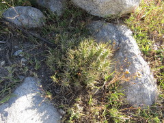 Tephrocactus verschaffeltii