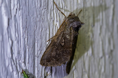 Syngrapha interrogationis