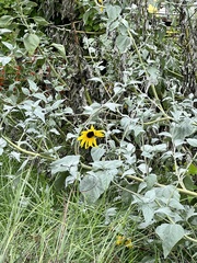Helianthus argophyllus