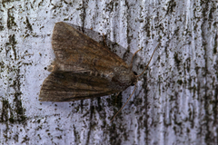 Mesoligia furuncula