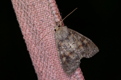 Parastichtis suspecta