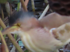 Ixobrychus sinensis