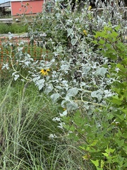 Helianthus argophyllus