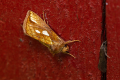 Plusia festucae