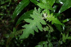 Solanum semiarmatum