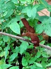 Neurothemis terminata