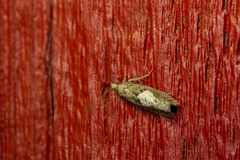 Epinotia brunnichana