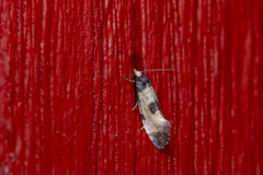 Neocochylis dubitana