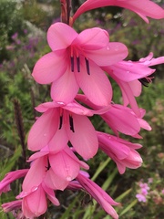 Watsonia borbonica