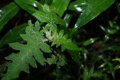 Solanum semiarmatum