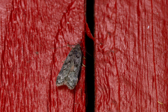 Anacampsis populella