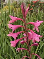 Watsonia borbonica