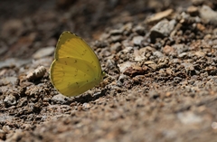 Eurema hecabe hecabe