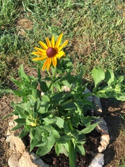 Rudbeckia hirta