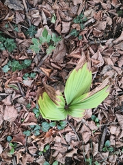 Veratrum album