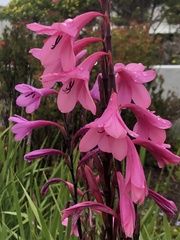 Watsonia borbonica