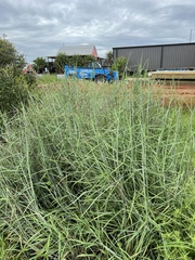 Schizachyrium littorale