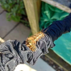 Acronicta rumicis