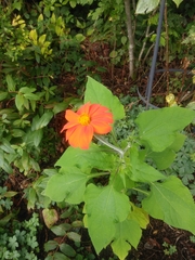 Tithonia rotundifolia