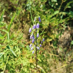 Adenophora triphylla