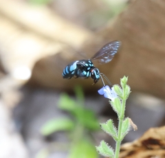 Thyreus nitidulus quartinae