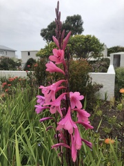 Watsonia borbonica