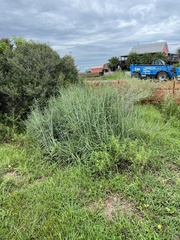 Schizachyrium littorale