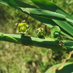 Codonopsis lanceolata