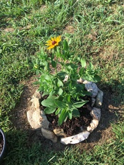 Rudbeckia hirta