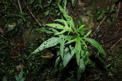 Solanum aviculare