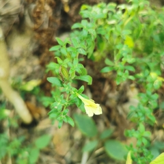 Siphonostegia laeta