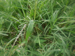 Urochloa subquadripara