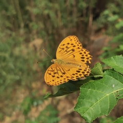 Argynnis sagana