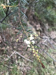 Acacia linifolia