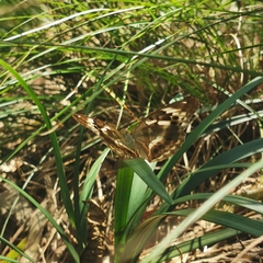 Argynnis sagana