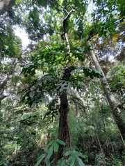 Anthurium clavigerum