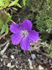 Geranium incanum