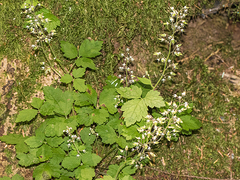 Tiarella trifoliata trifoliata