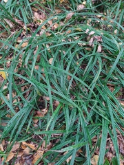 Carex pilosa