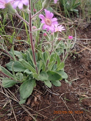 Senecio speciosus