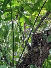 Anthurium clavigerum