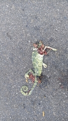 Chamaeleo zeylanicus