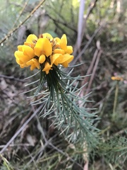 Pultenaea stipularis