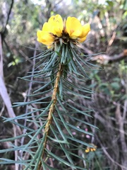 Pultenaea stipularis