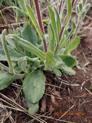 Senecio speciosus