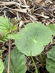 Hydrocotyle bonariensis