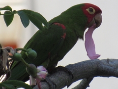 Psittacara erythrogenys