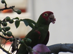 Psittacara erythrogenys