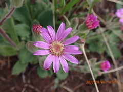 Senecio speciosus